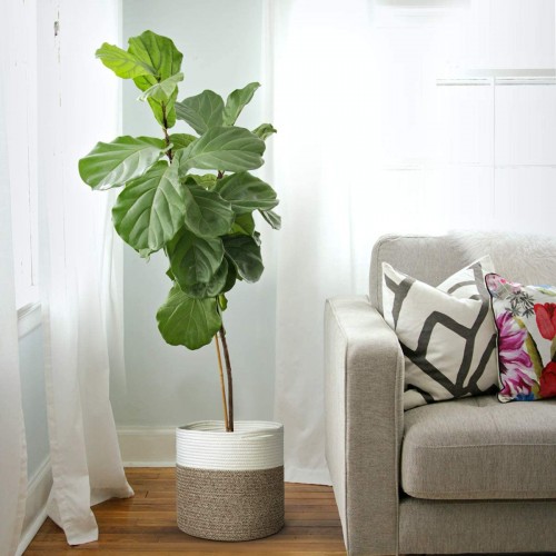 Indoor Natural Plant Basket