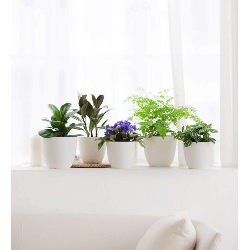 Plastic Planters with Saucers