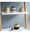 Modern Cement Succulent Planters